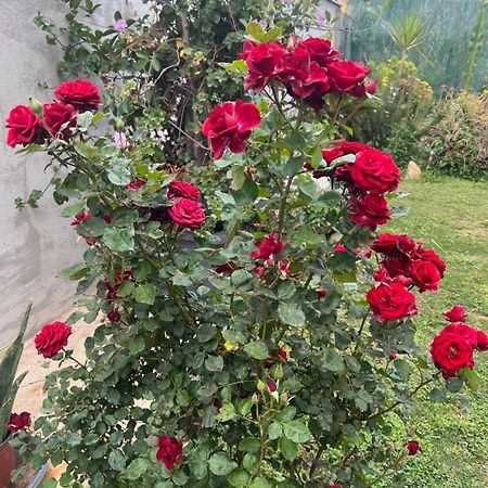 Casa Vacanze Federica Villa Cagliari Dış mekan fotoğraf